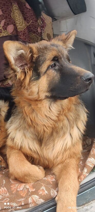 грызуны домашние: Продается 6 мес подрощенный щенок немецкой овчарки с полным пакетом — 3