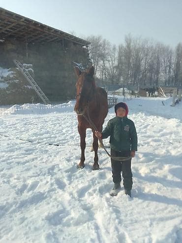 щенок немецкой овчарки цена: Продаю | Кобыла (самка) | Полукровка | Конный спорт — 3