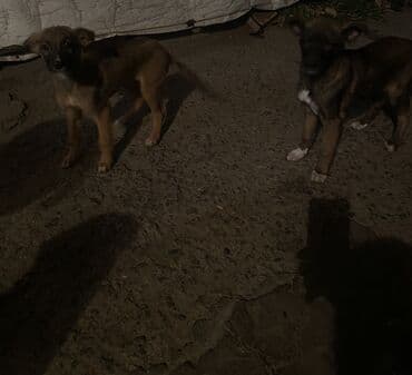 французский бульдог купить бишкек: Овчарка, 2 месяца, Самка — 7