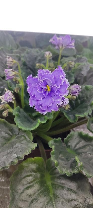 Продукты питания: Сортовые фиалкидетки,листовые черенки — 3