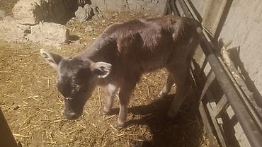 коровы ленинское: Продаю | Тёлка, Музоо, торпок | Швицкая | Для разведения | Не стельные, Искусственник — 4