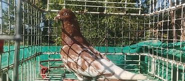 дакан корос: На прадже бакинец самец 🔥 гоняет голубак игра есть — 1