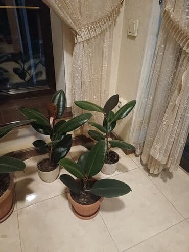 бабы растения: Продаётся: Фикус — 2