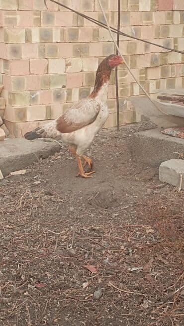 продаю жеребец: Продаю | Петух | Бойцовая | Для разведения — 14