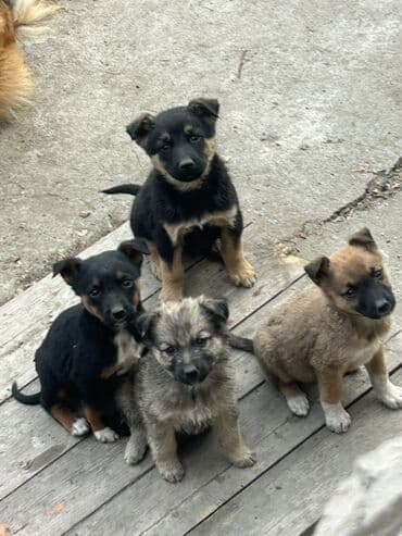 американский стаффордширский терьер цена: Щенки дворняги (метисы), помет из нескольких малышей. Описание: - — 2
