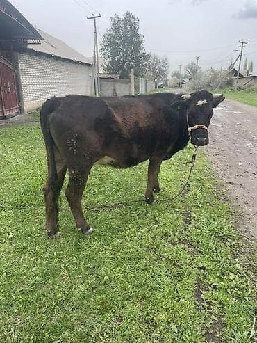 булан животное: Продаю | Корова (самка) | Для молока | Привязанные — 5