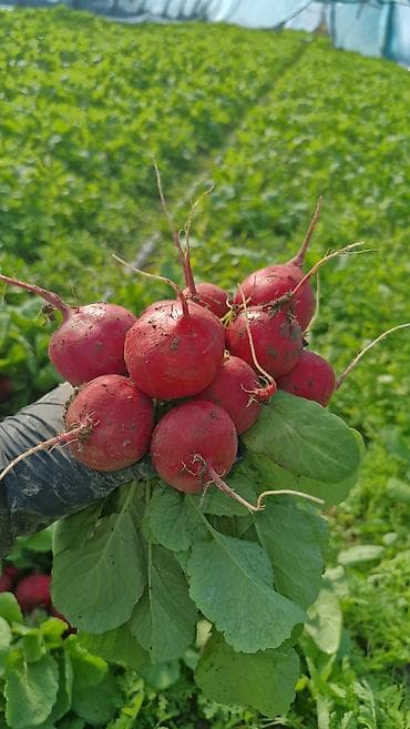 томатный соус: Редиска красная, круглая, с ботвой. Свежий урожай из теплицы — 2