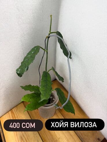 купить алоэ в бишкеке: Хойя (Hoya) - Хойя публикалис сплэш –Цена: 450 сом. - Хойя Мередити — 16