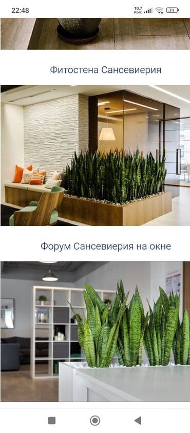 цветы фикусы: Распродажа комнатных цветов! Цены от 150с.! — 6