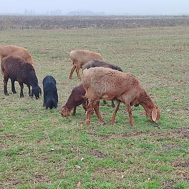 А/ч жаныбарларын сатам: Сатам | Ургаачы кой (ургаачы) | Арашан | Көбөйтүү үчүн | Бооз — 3