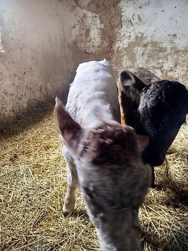 простые куры: Продаю | Музоо, торпок | Полукровка | На откорм | Искусственник — 3