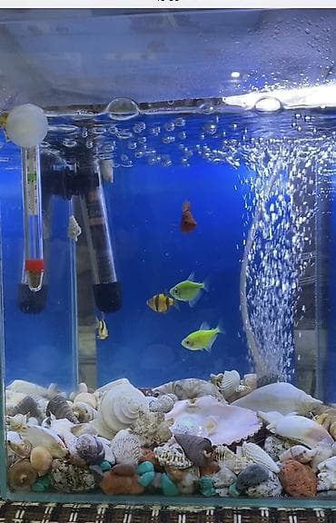 Аквариумы: Аквариумный комплект для дома/офиса - Стеклянный аквариум с фоном — 1