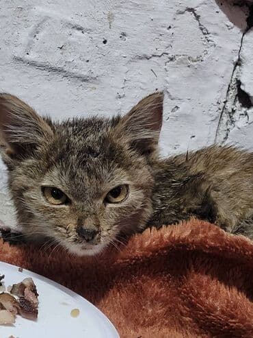 продажа щенков немецкой овчарки с документами в бишкеке: Девочка — 1