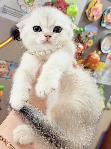 Продажа кошек: Скотиш Фолд (Шотландская вислоухая), 2 месяца, Мальчик, Белый, Приучена к лотку, Проглистована, С документами — 6
