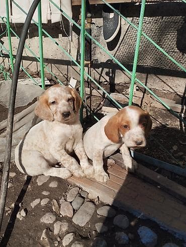 Үй жаныбарлары үчүн товарлар: Щенки спаниеля - Порода: спаниель (рабочего типа), выраженные — 2