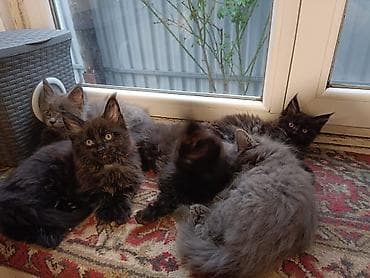 кошку: Котята мейн-кун - Окрас: чёрный дым, чёрный; есть котята — 2