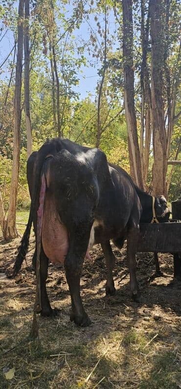 сколько стоит собака породы доберман: Продаю | Корова (самка) | Швицкая | Для молока | Племенные — 8