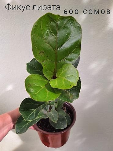 оптом светы: 🪴В продаже фикусы разных сортов. 🌿Названия и цены указаны на фото — 8
