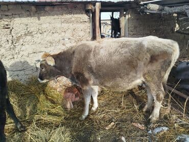 мин булак: Сатам | Музоо | Сүт алуу үчүн | Музоологондон кийин — 9