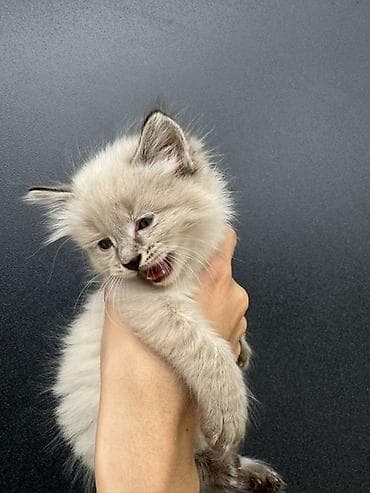 с мыкан: Ищу дом для котят🙌🏻 Сейчас им около месяца. Активные, здоровые — 3