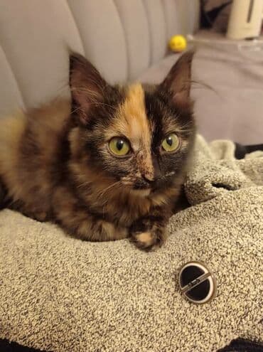 бигль бишкек: Мышык бекер берилет: Породасыз, 4 айлык, Ургаачы — 6