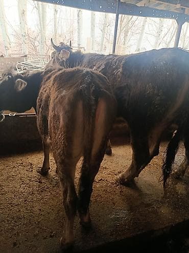 сары булун: Сатам | Бука (эркек) | Швиц | Бордоп семиртүү үчүн | Байланган — 1