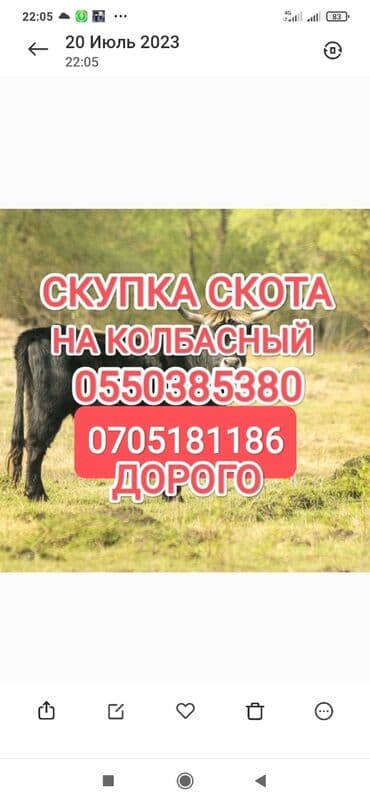 Куплю | Коровы, быки, Лошади, кони, Другие с/х животные | Круглосуточно, Любое состояние, Забитый at lalafo.kg Куплю | Коровы, быки, Лошади, кони, Другие с/х животные | Круглосуточно, Любое состояние, Забитый