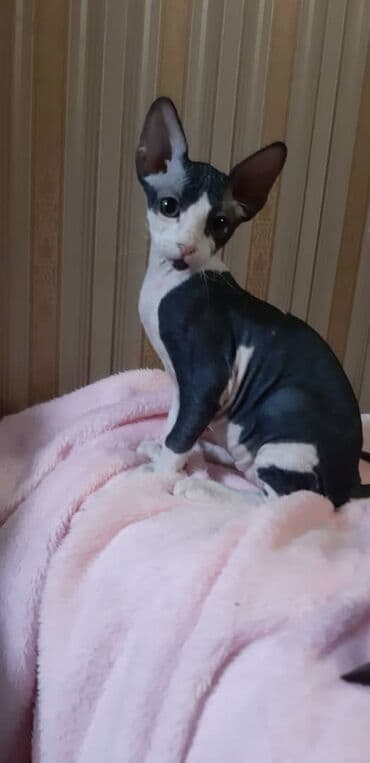 Грызуны: Продаю котят породы сфинкс: биколор (бело-черный, серо-бело-рыжий — 4
