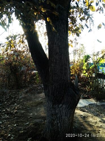 ХДФ: Продаю дерево орех — 1