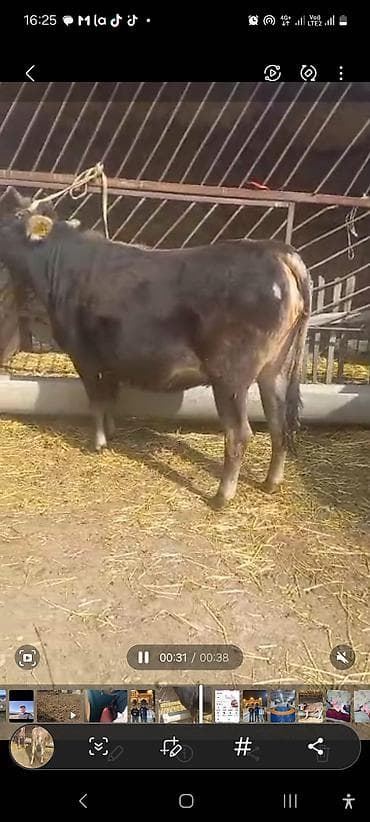 битал теке: Продаю | Бык (самец) | На откорм | Привязанные — 4