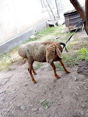 Продаю | Баран (самец) — 3