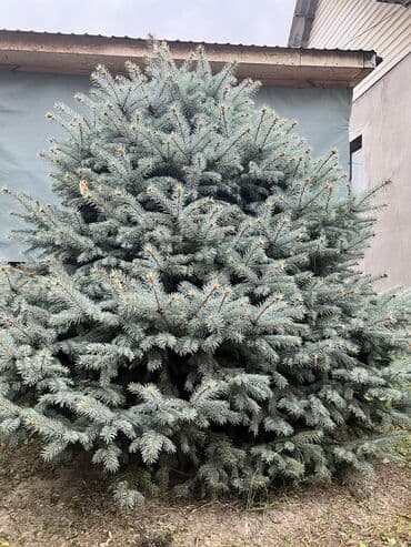 сосна саженцы: Голубая ель срочно — 3