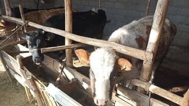 купить собаку доберман в бишкеке: Продаю | Бык (самец) | На откорм | Привязанные — 1