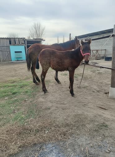 комбикорм для кроликов: Продаю | Жеребенок | Для разведения | Племенные — 1