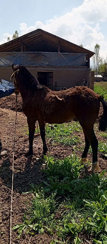 кой ети: Продаю | Жеребенок | Рабочий — 2