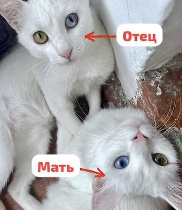 Ангорская, 1 месяц, Мальчик, Белый, Приучена к лотку