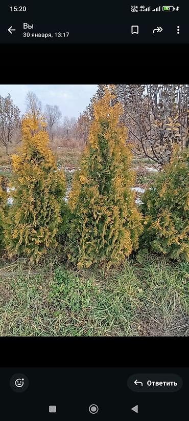 арка для сада: Еловые и хвойные декоративные растения для ландшафта - Голубая ель — 4