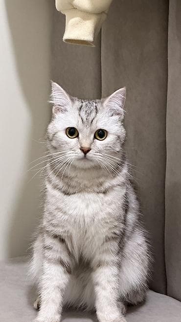 scottish fold: Скотиш Страйт (Шотландская прямоухая), 1 год, Девочка, Серебристая шиншилла, Приучена к лотку — 3
