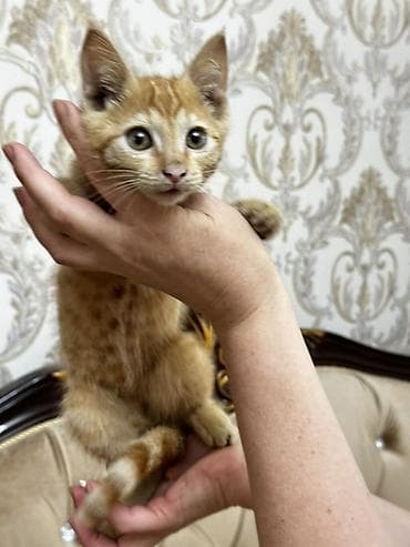 Отдам котят в хорошие руки