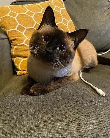 балыкчы мышык: Мышык бекер берилет: Тай, 1 жаш, Эркек, Лотокко барууга үйрөтүлгөн, Курттардан тазаланган, Эмделген — 1