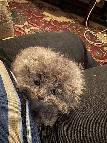 котята донского сфинкса: Скотиш Фолд (Шотландская вислоухая), 1 месяц, Мальчик, Серый, Приучена к лотку — 4