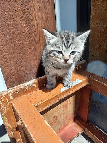 кошка домашняя: Котята домашние, активные и игривые. Описание: - Окрас: светлый — 4