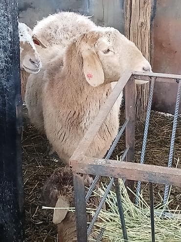 обмен на баран: Продаю | Овца (самка) | Арашан, Романовская | Для разведения | Матка — 2