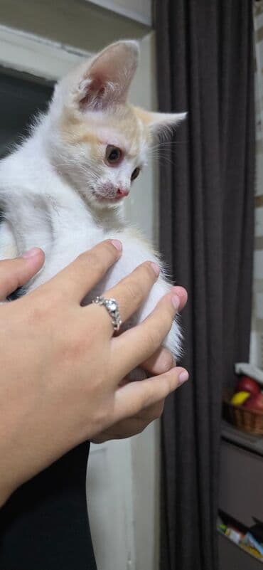 tuxedo порода кошек цена: Британская короткошёрстная, 1 месяц, Девочка, Черный, Приучена к лотку — 2