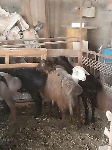 Эчкилер, текелер: Сатам | Козу | Союуга | Токту — 4