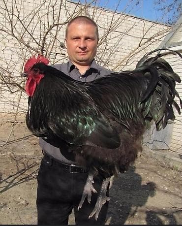 летучие мыши: Продаю | Куры | Для разведения — 2
