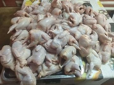 шамо петух: Перепёлки ( мясо ) Мы в центре города! Только у нас крупные — 1