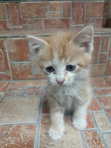 животные кошка: Котята, домашние. в хорошие руки Описание: - Окрас: два рыже-белых — 3