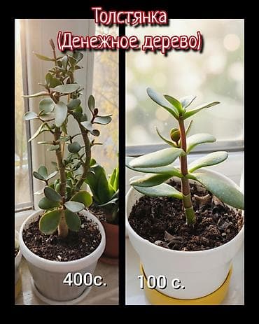 традесканция: Комнатные растения — озелените свой дом! В наличии: - Декабрист — 500 — 2