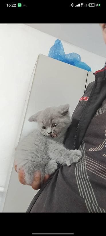 Кошки: Шотландский страйт, короткошёрстный котёнок,2 месяца окрас голубой — 3